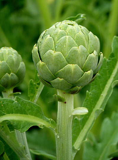 Artichoke Extract