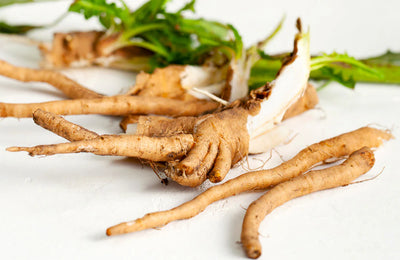 Chicory Root Extract