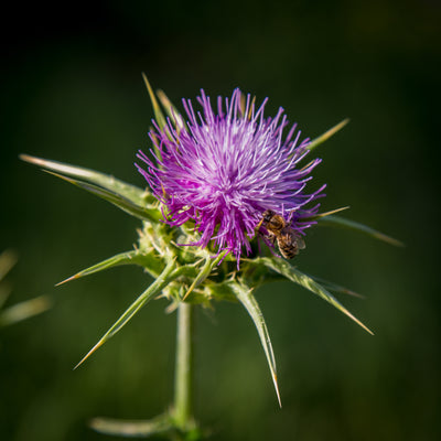 Milk Thistle (Sylimarin)