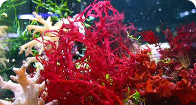 ASTAXANTHIN