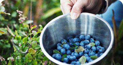 BILBERRIES