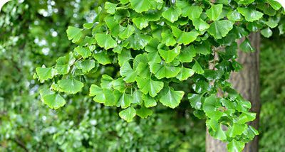 GINGKO BILOBA