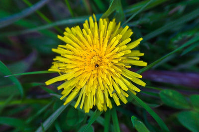 Dandelion Root Extract