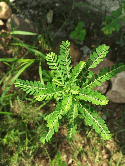 Chanca Piedra Extract